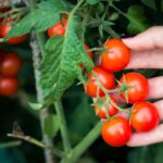 How to Grow Healthy Tomatoes from Seeds